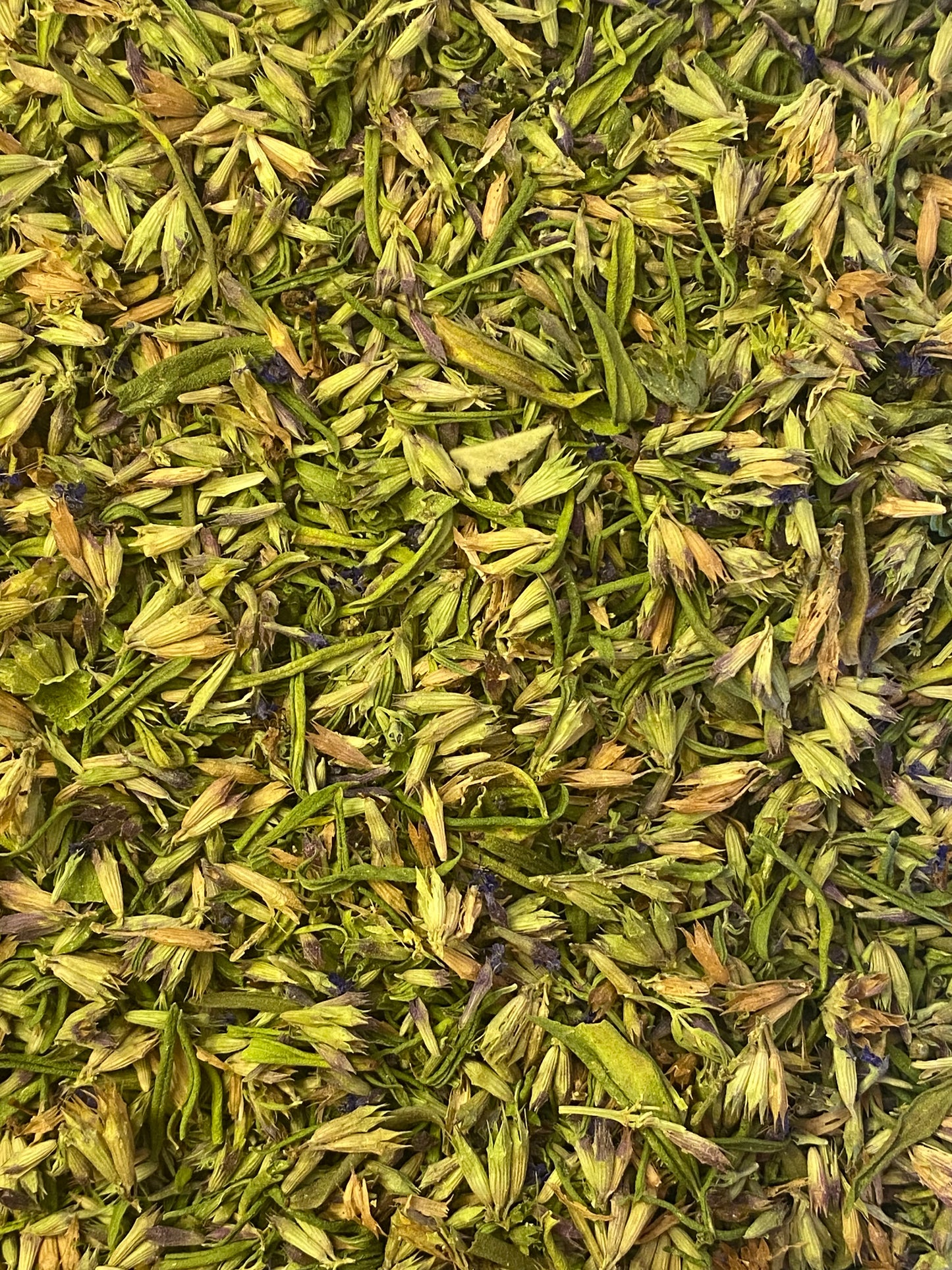 Hyssopus officinalis (Wholesale)