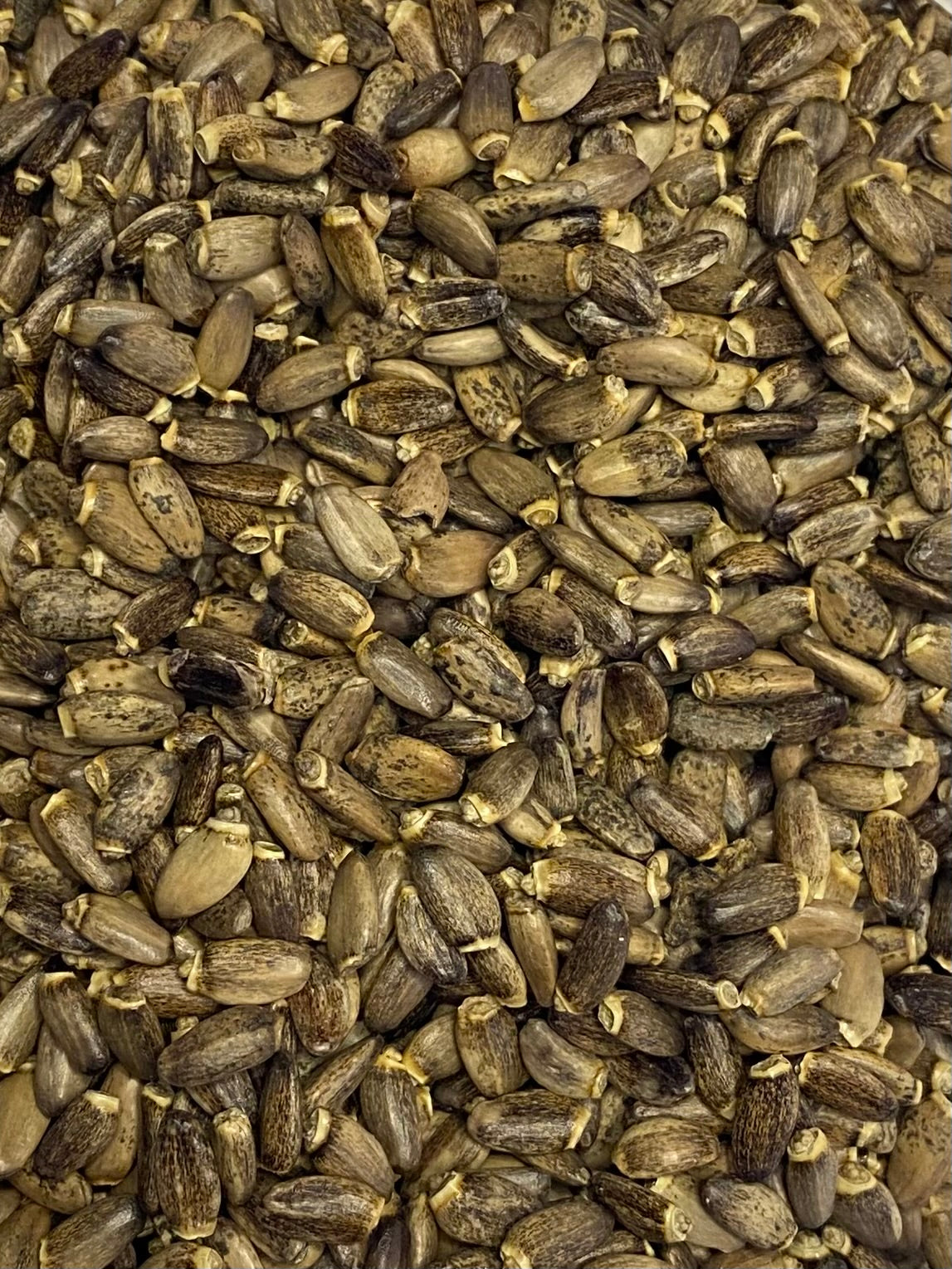 Dried Milk Thistle (Silybum marianum)