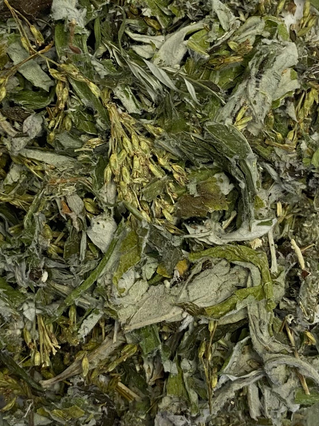 Dried Coastal Mugwort (Artemisia suksdorfii)