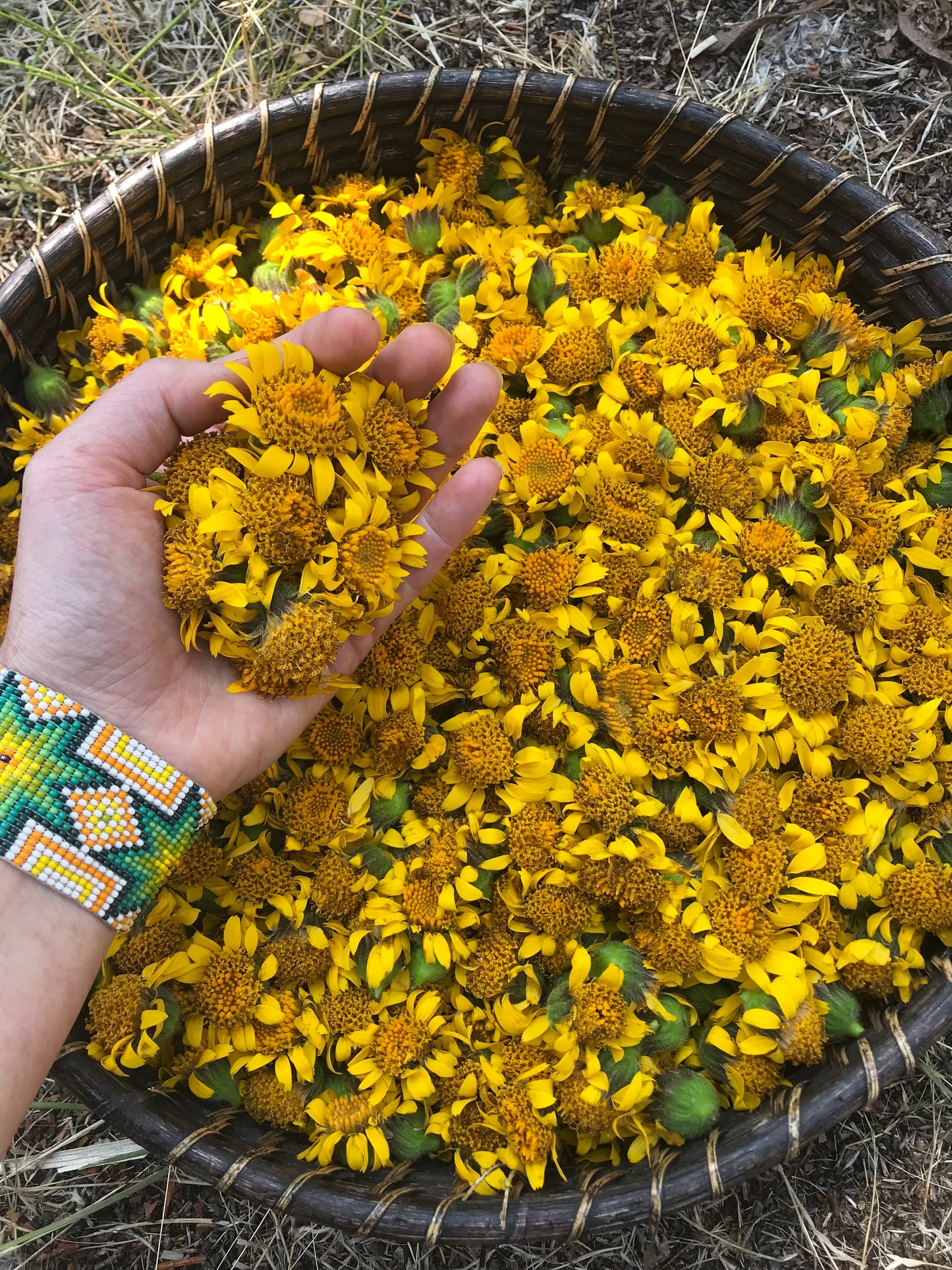 Arnica Infused Oil