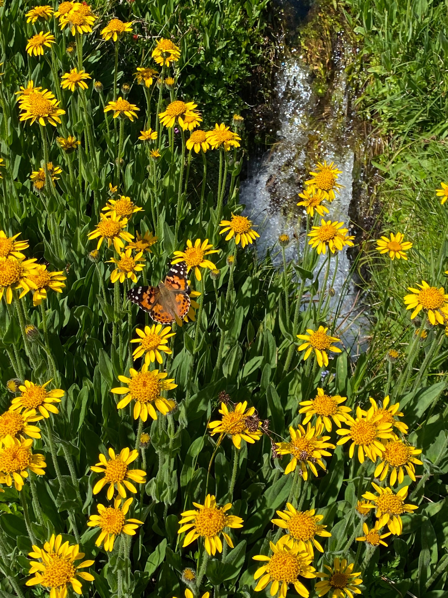 Arnica Infused Oil