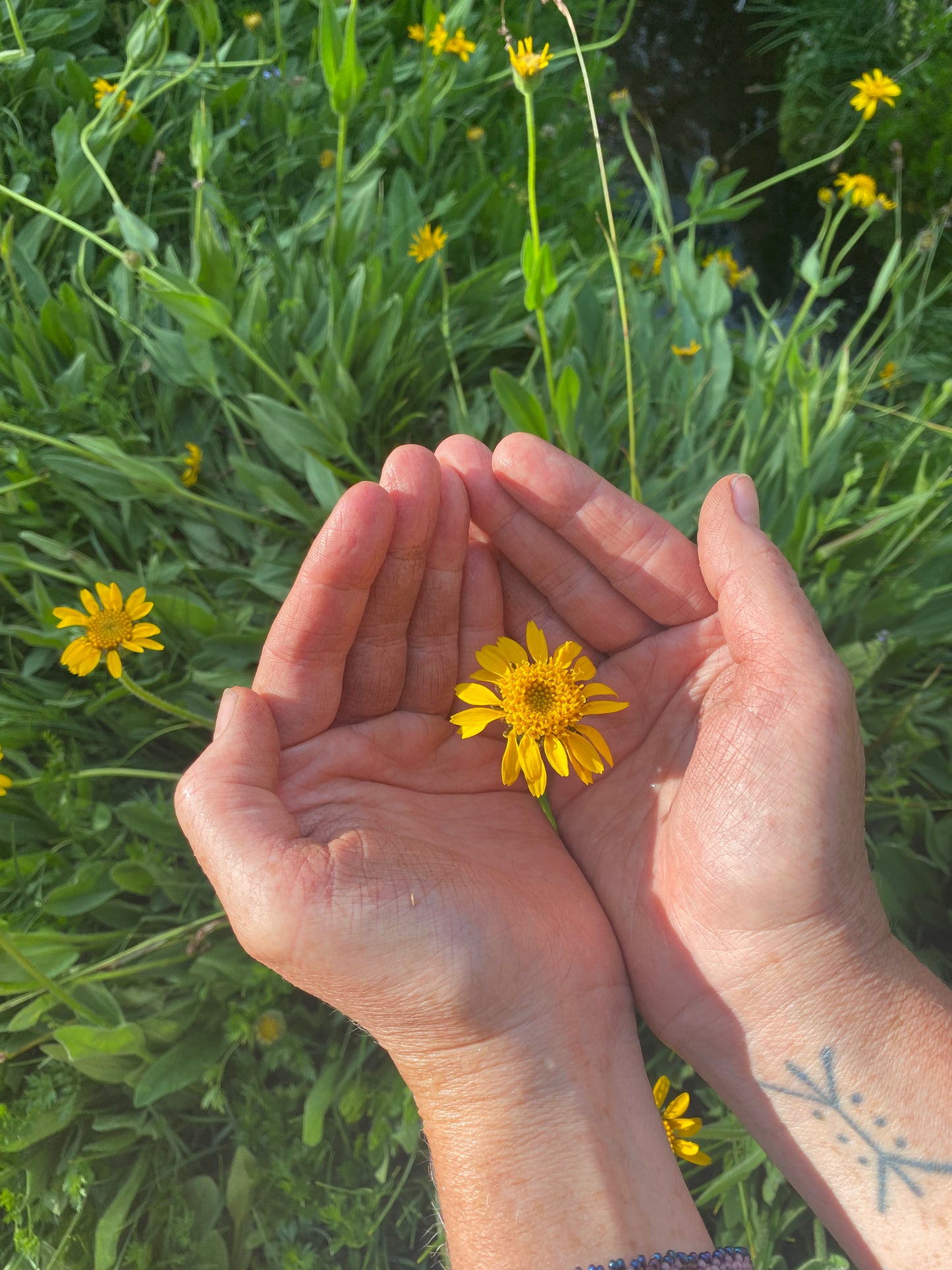Arnica Infused Oil