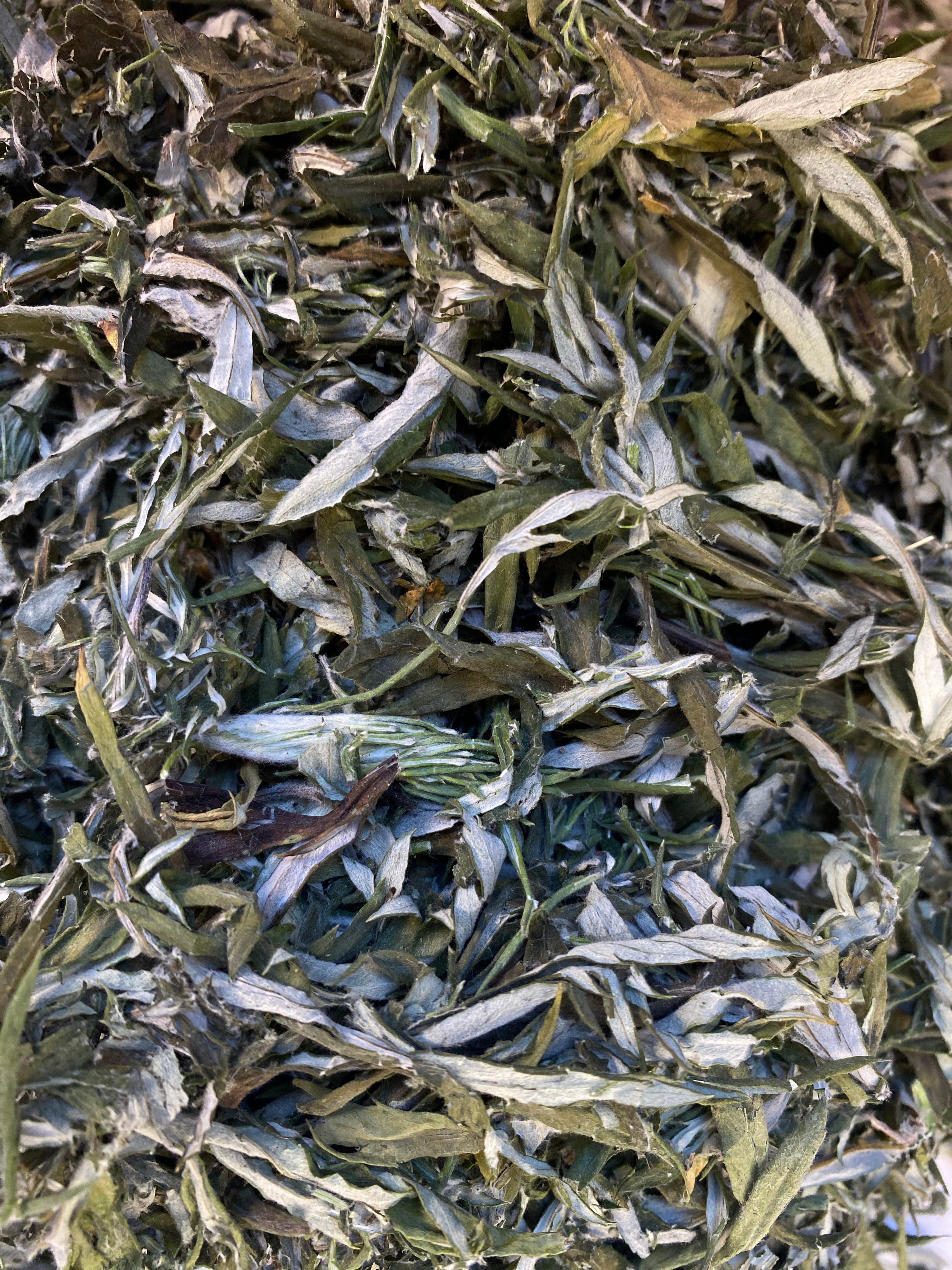 Dried Mugwort (Artemisia vulgaris)