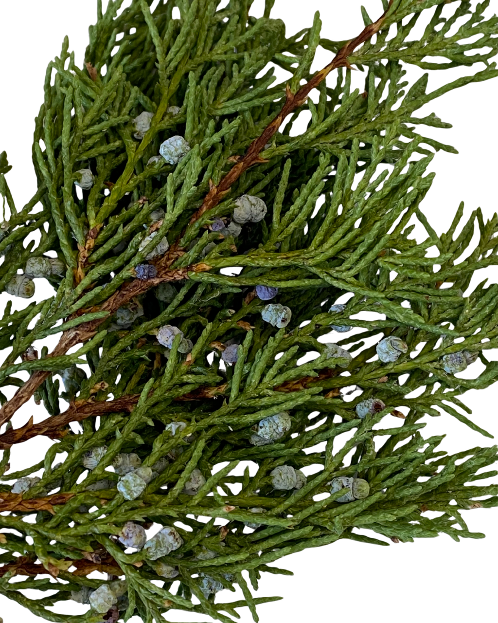 Juniper Smoke Medicine
