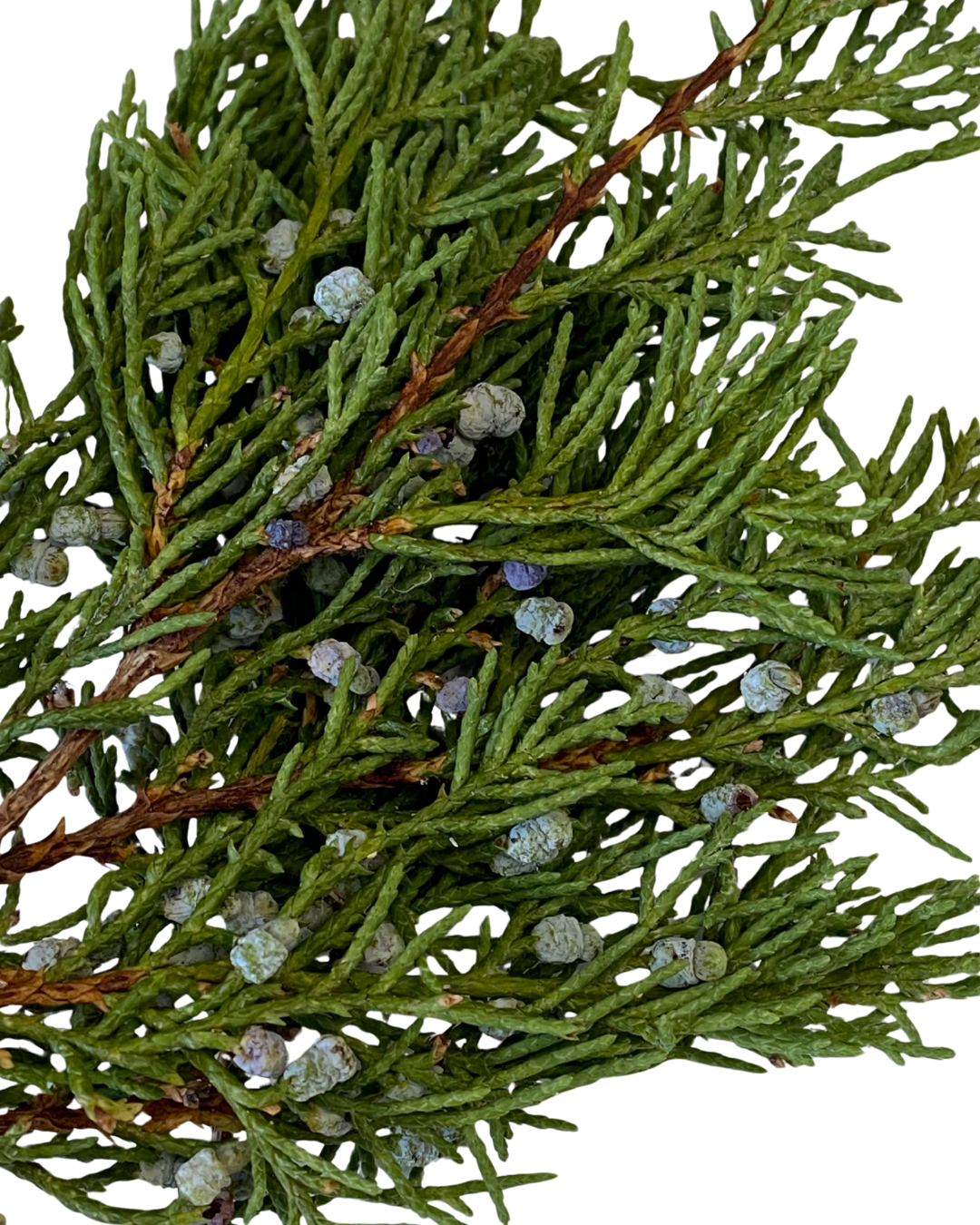 Juniper Smoke Medicine