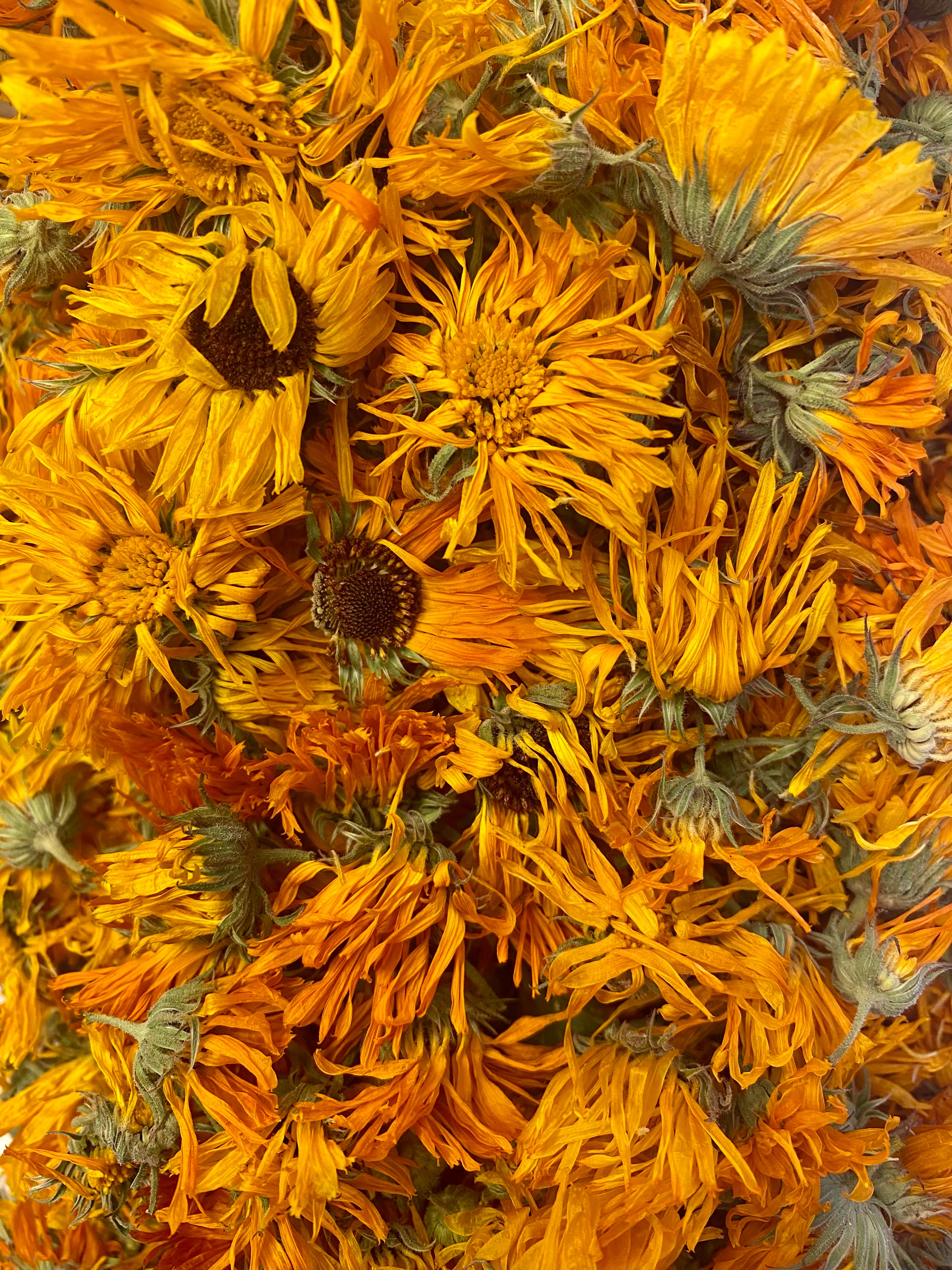 Dried Calendula (Calendula officinalis)