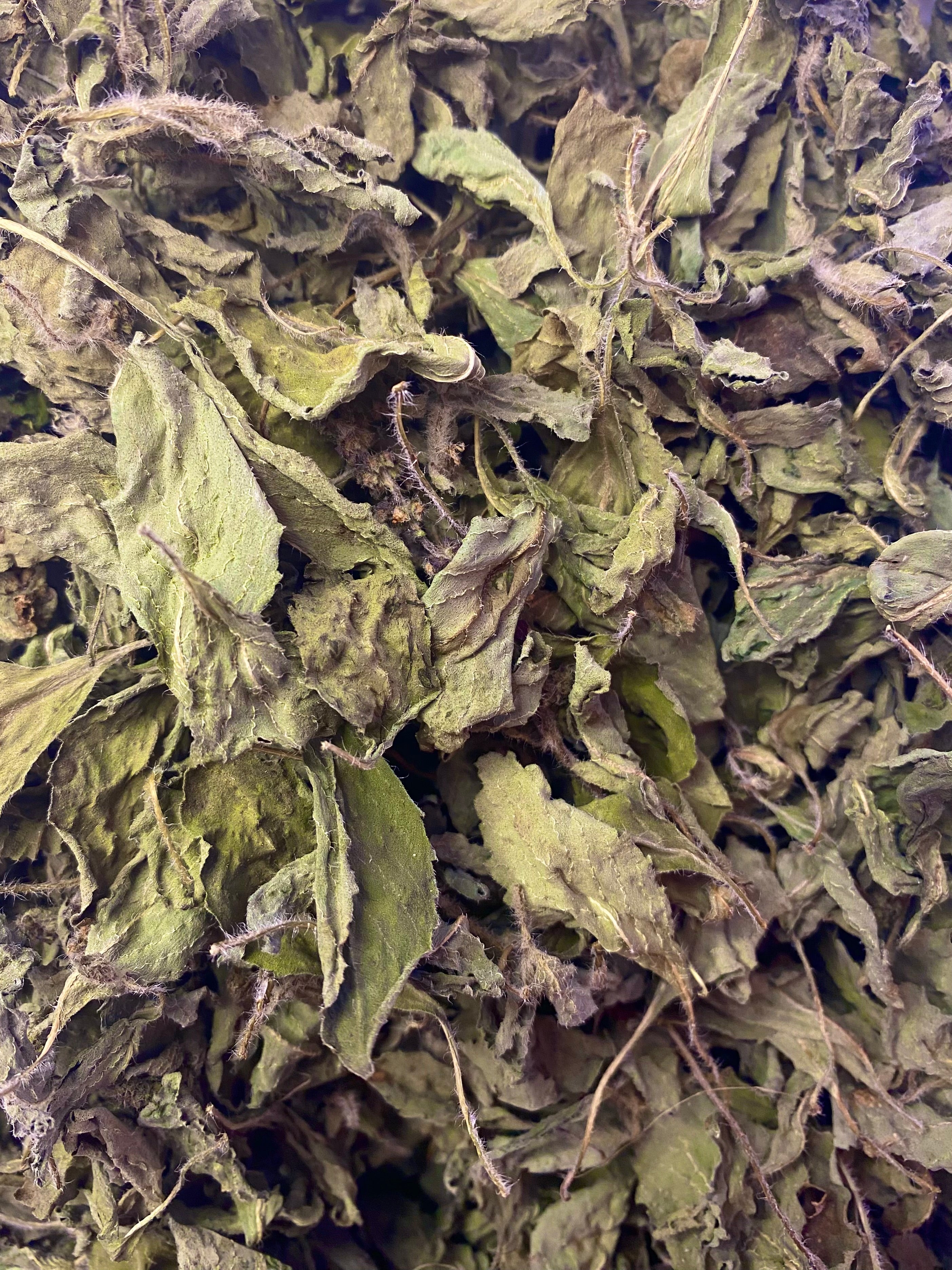 Dried Holy Basil (Ocimum sanctum)