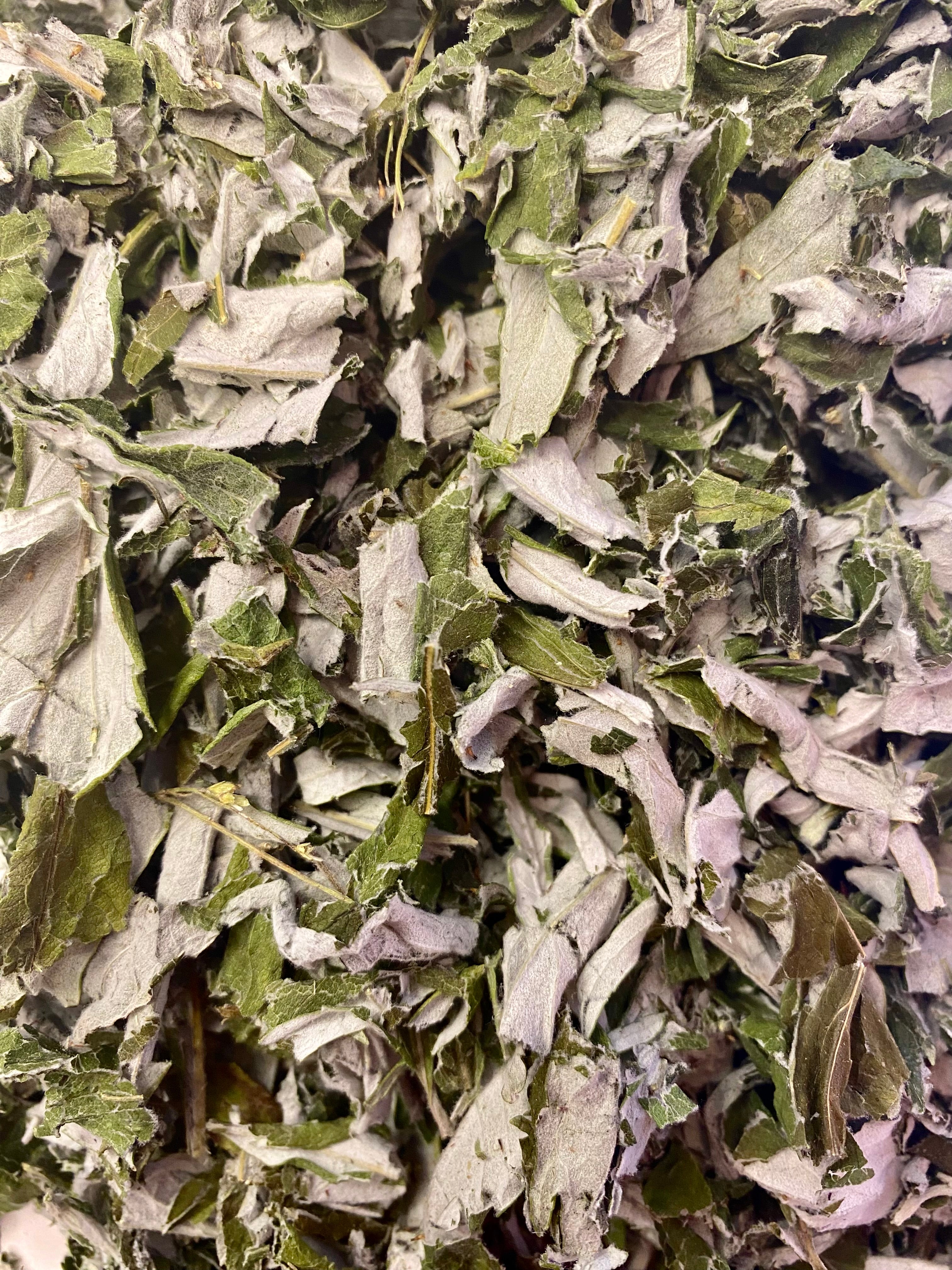 Dried Coastal Mugwort (Artemisia suksdorfii)