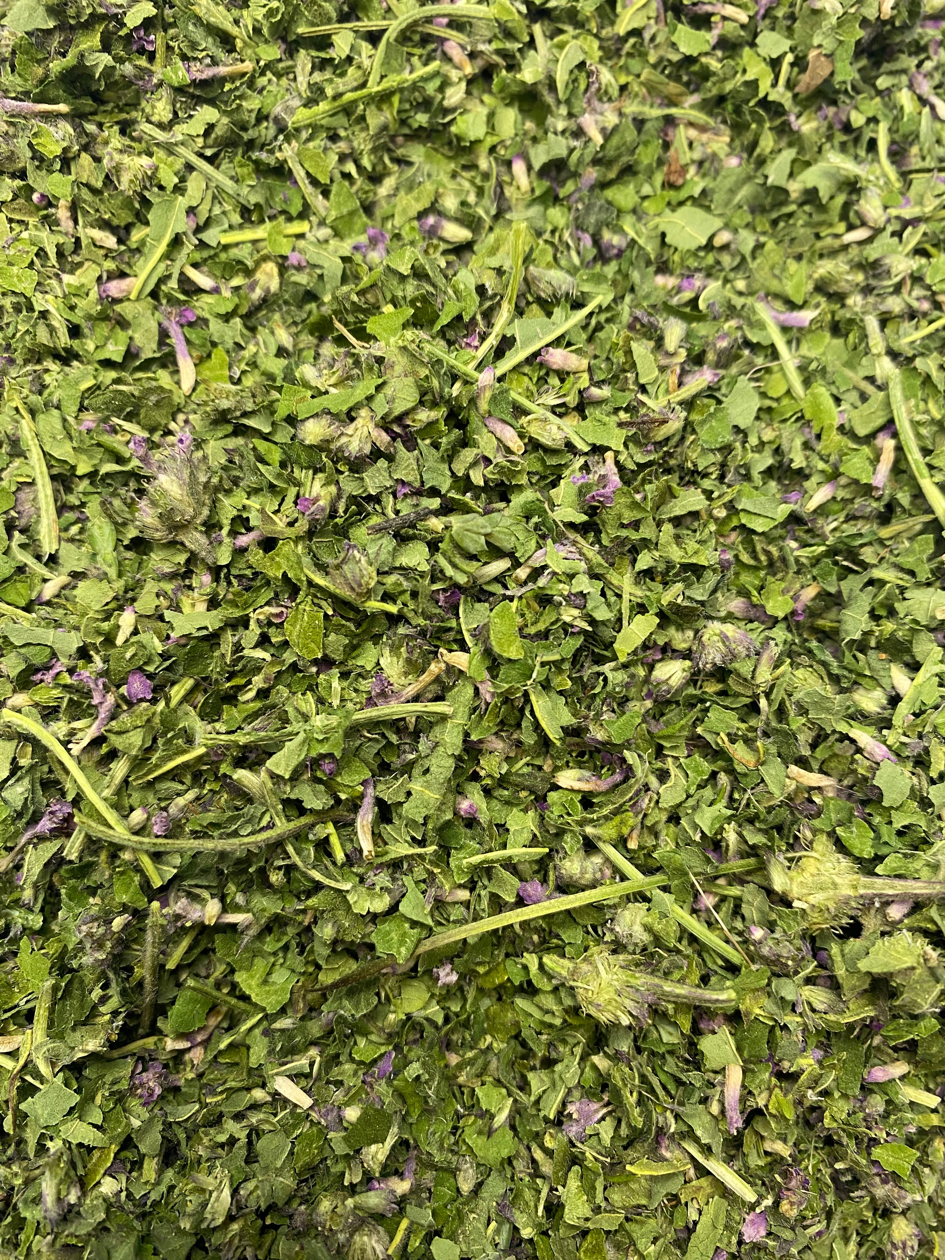 Dried Wood Betony (Stachys officinalis)