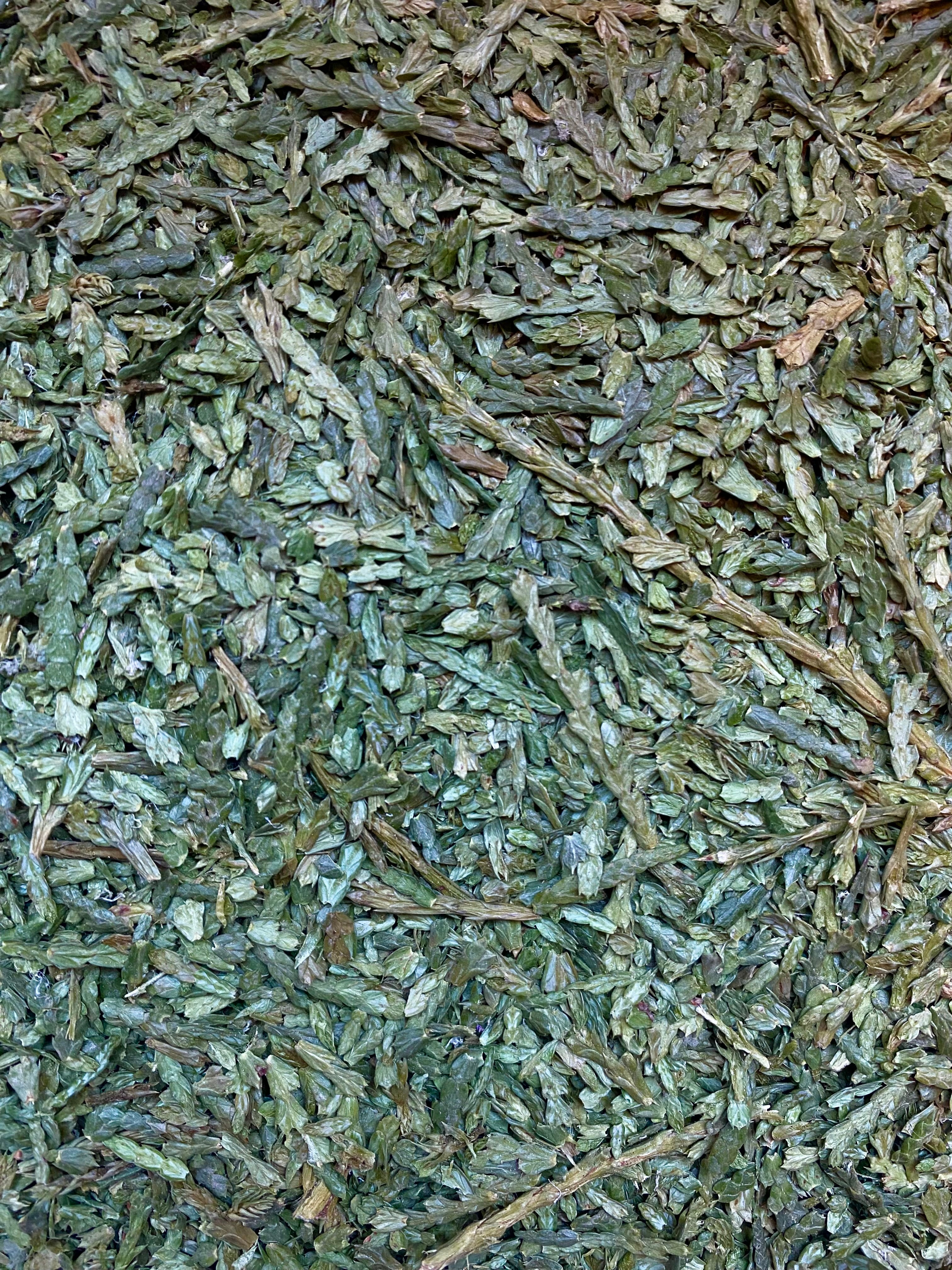 Dried Western Red Cedar (Thuja plicata)