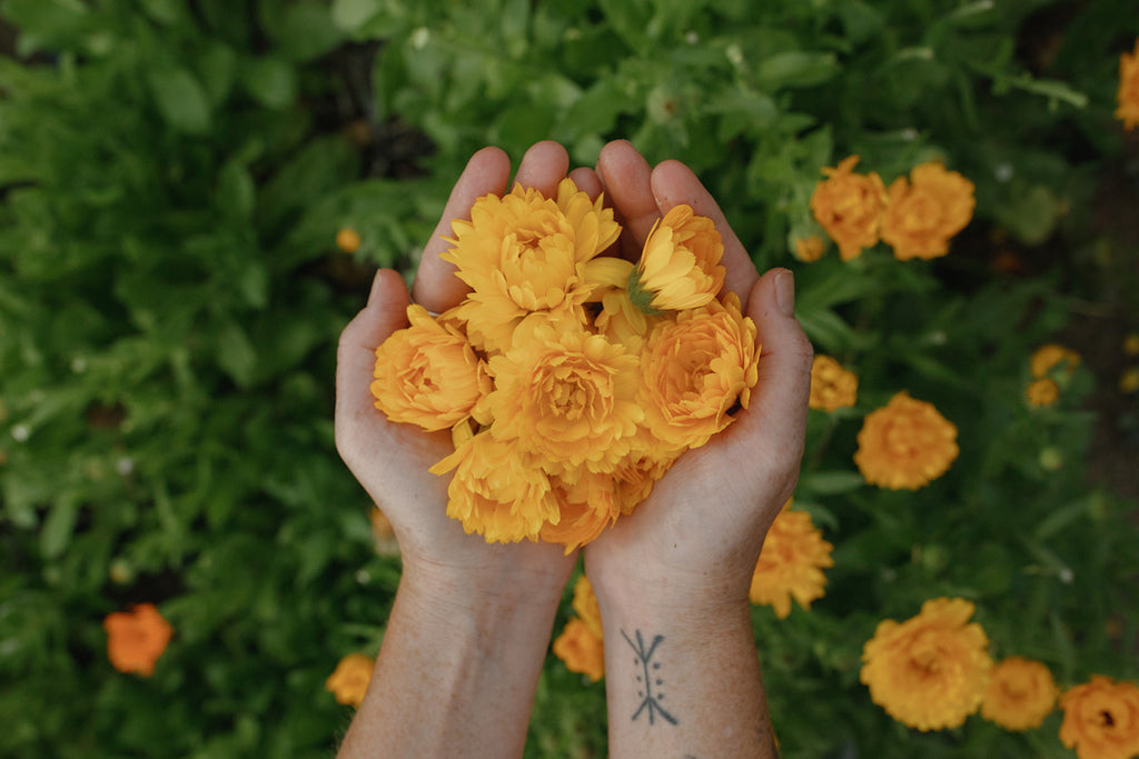 Calendula Infused Oil