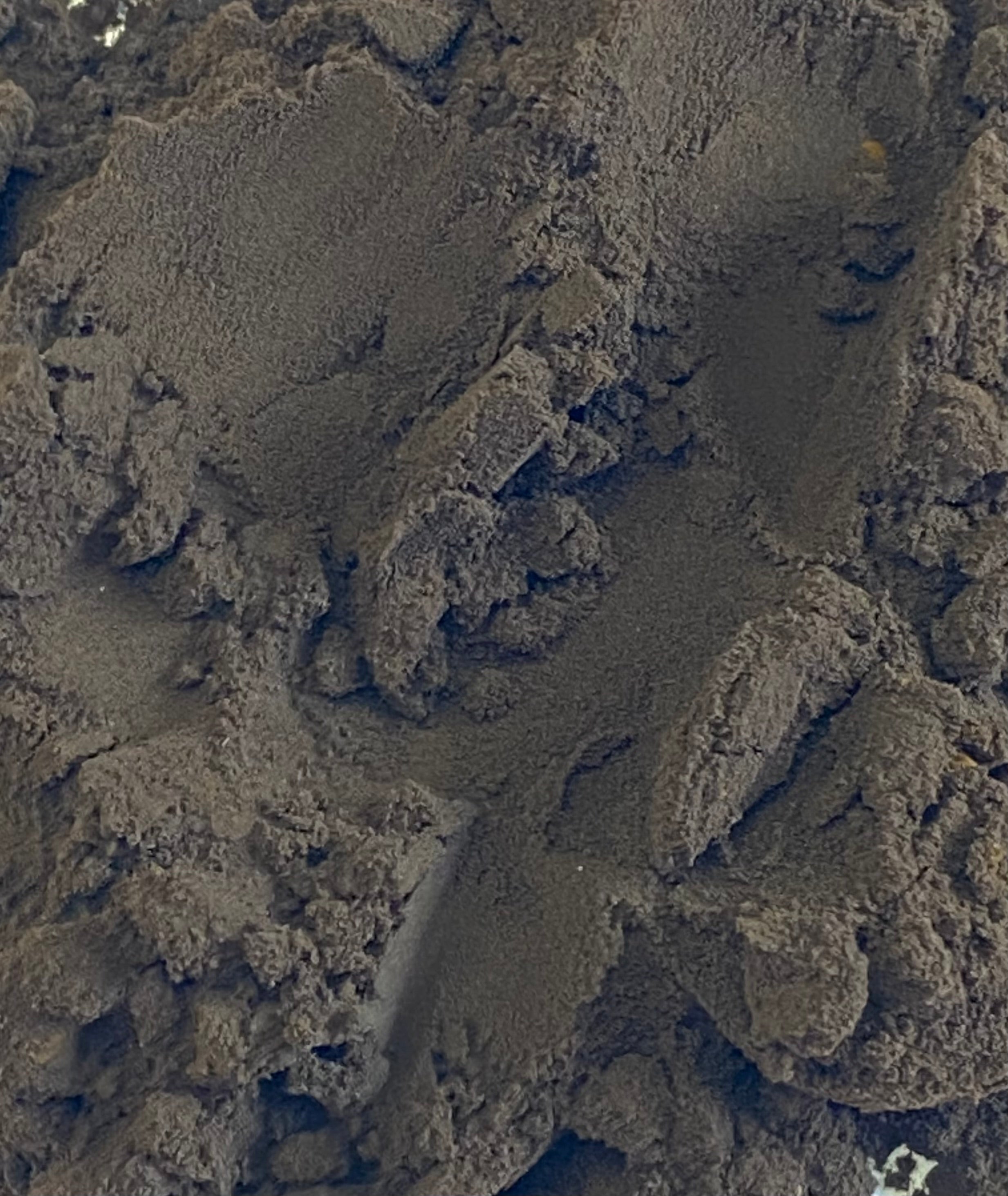 Chaga 8:1 Dual Extract Fruiting Body Powder