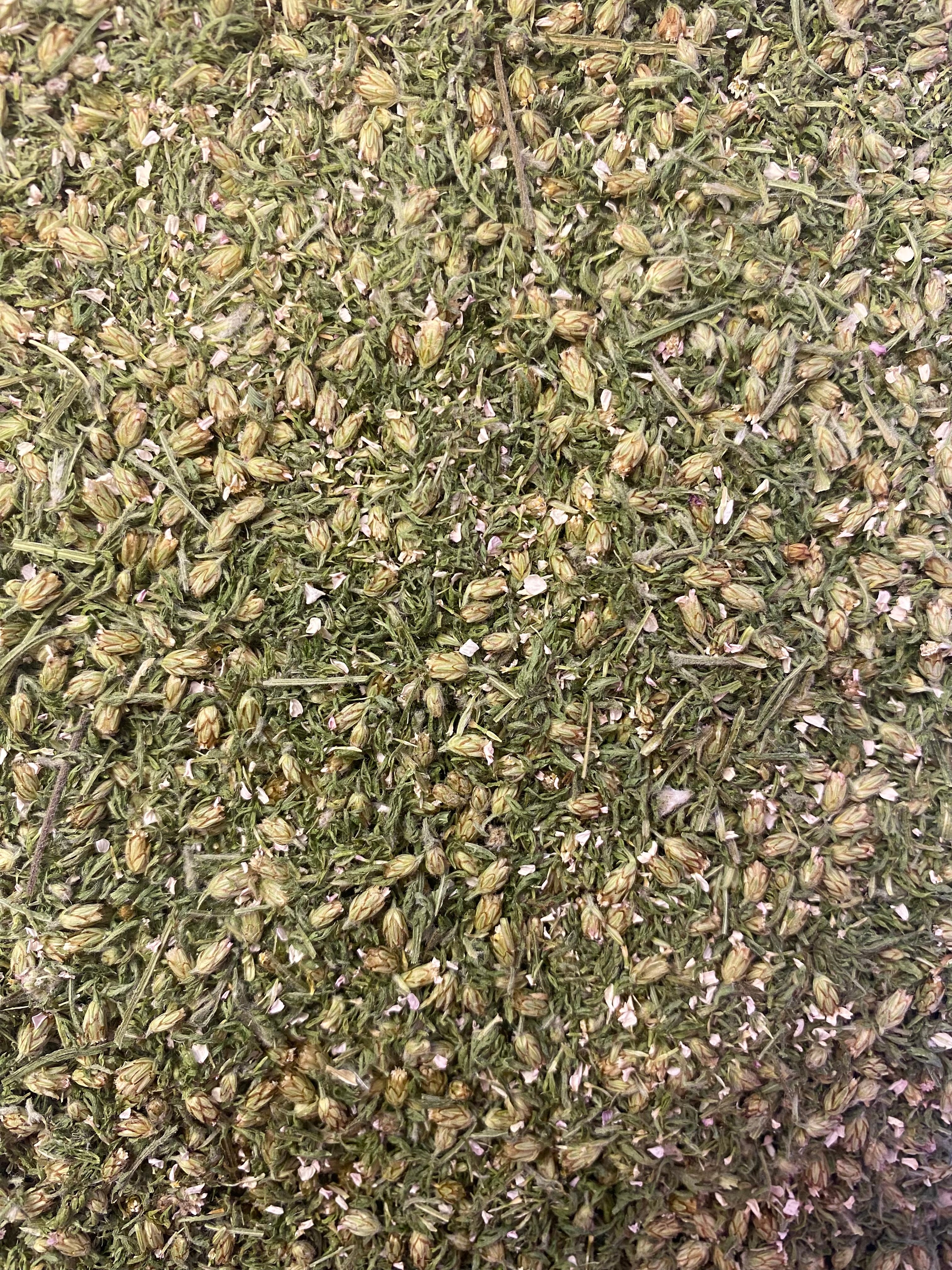 Dried Yarrow (White) (Achillea millifolium)