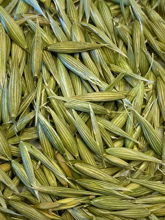 Avena sativa (Wholesale)