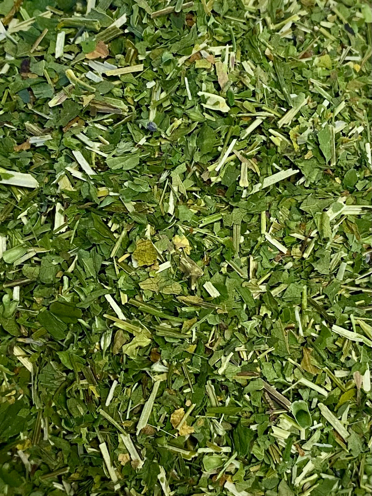 Dried Skullcap (Scutellaria lateriflora)