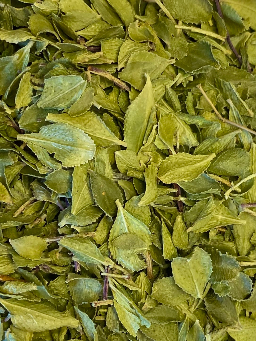 Dried Buchu (Agathosma (Barosma) betulina)