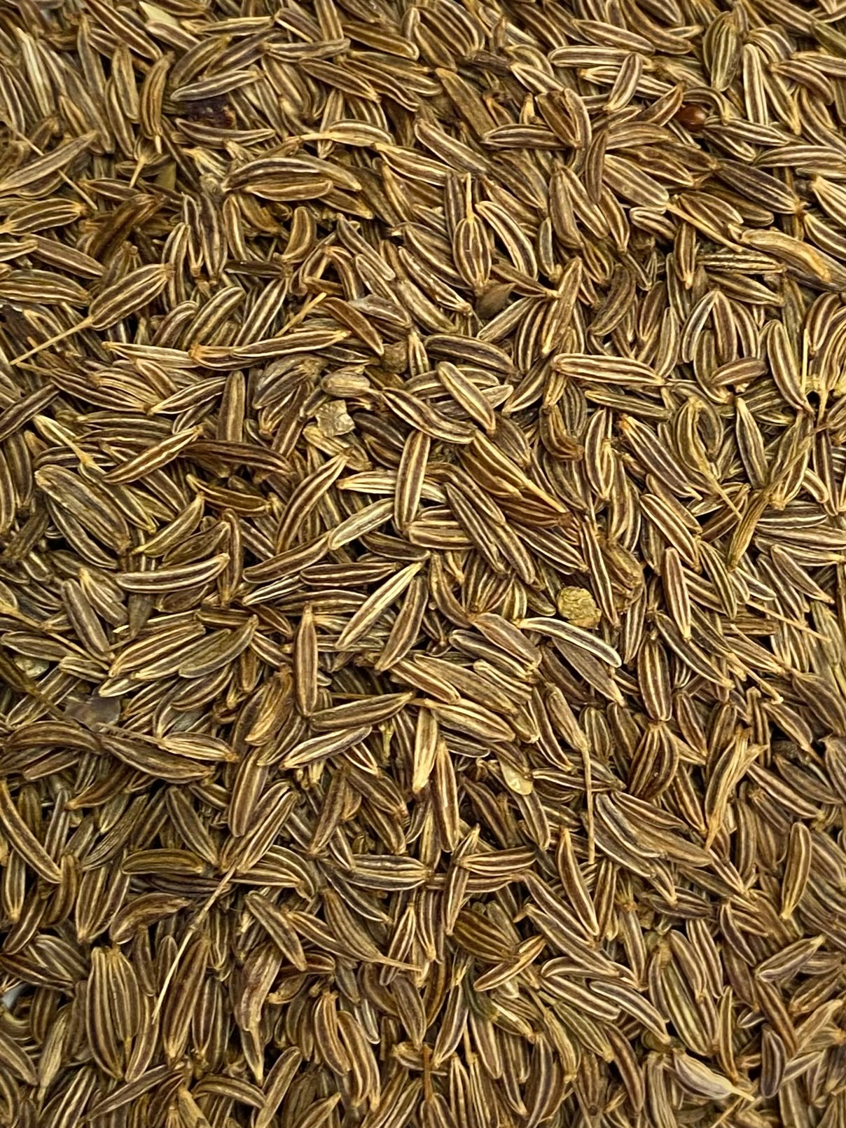 Dried Caraway (Carum carvi)