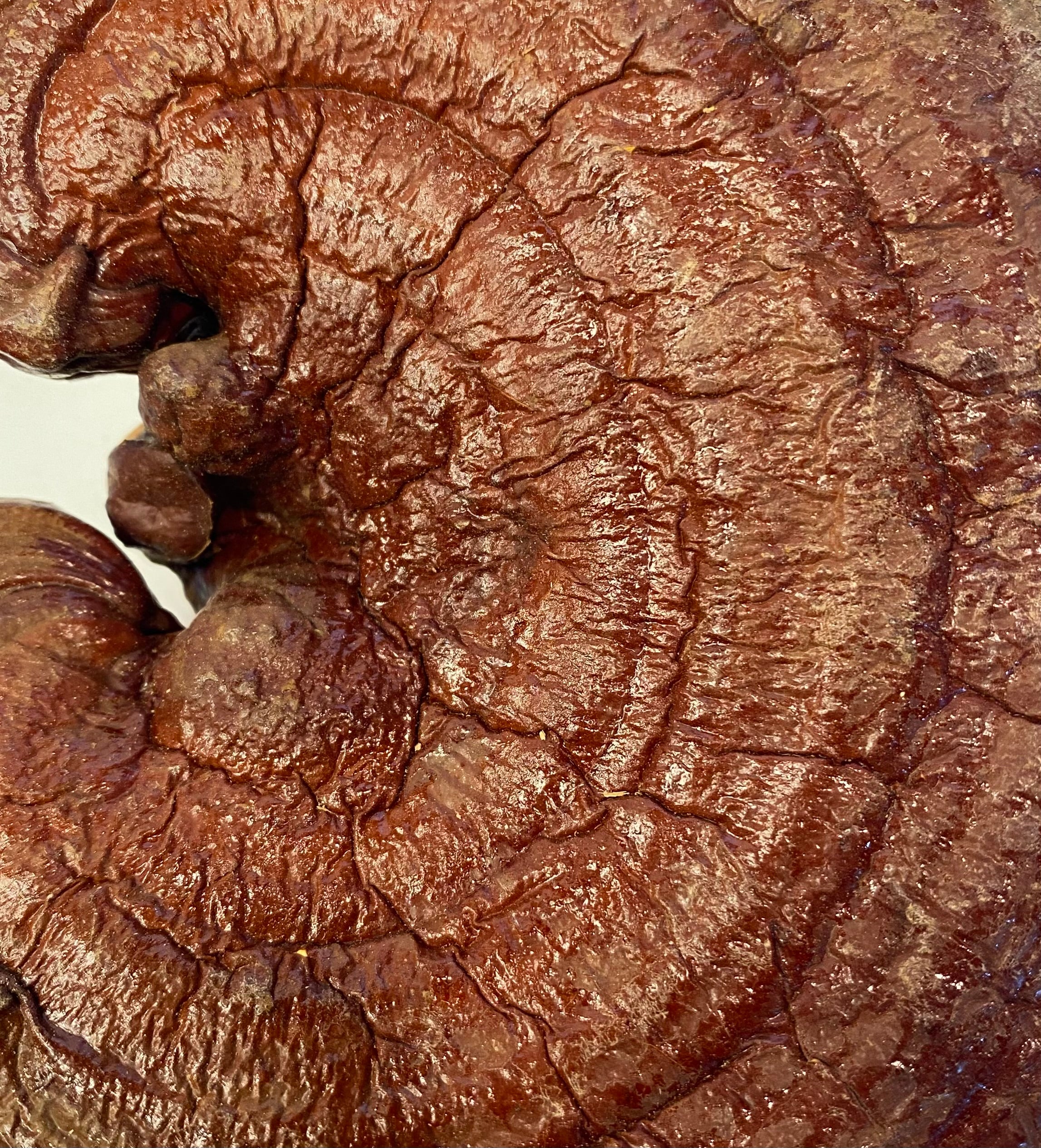 Dried Reishi (Ganoderma lucidum)