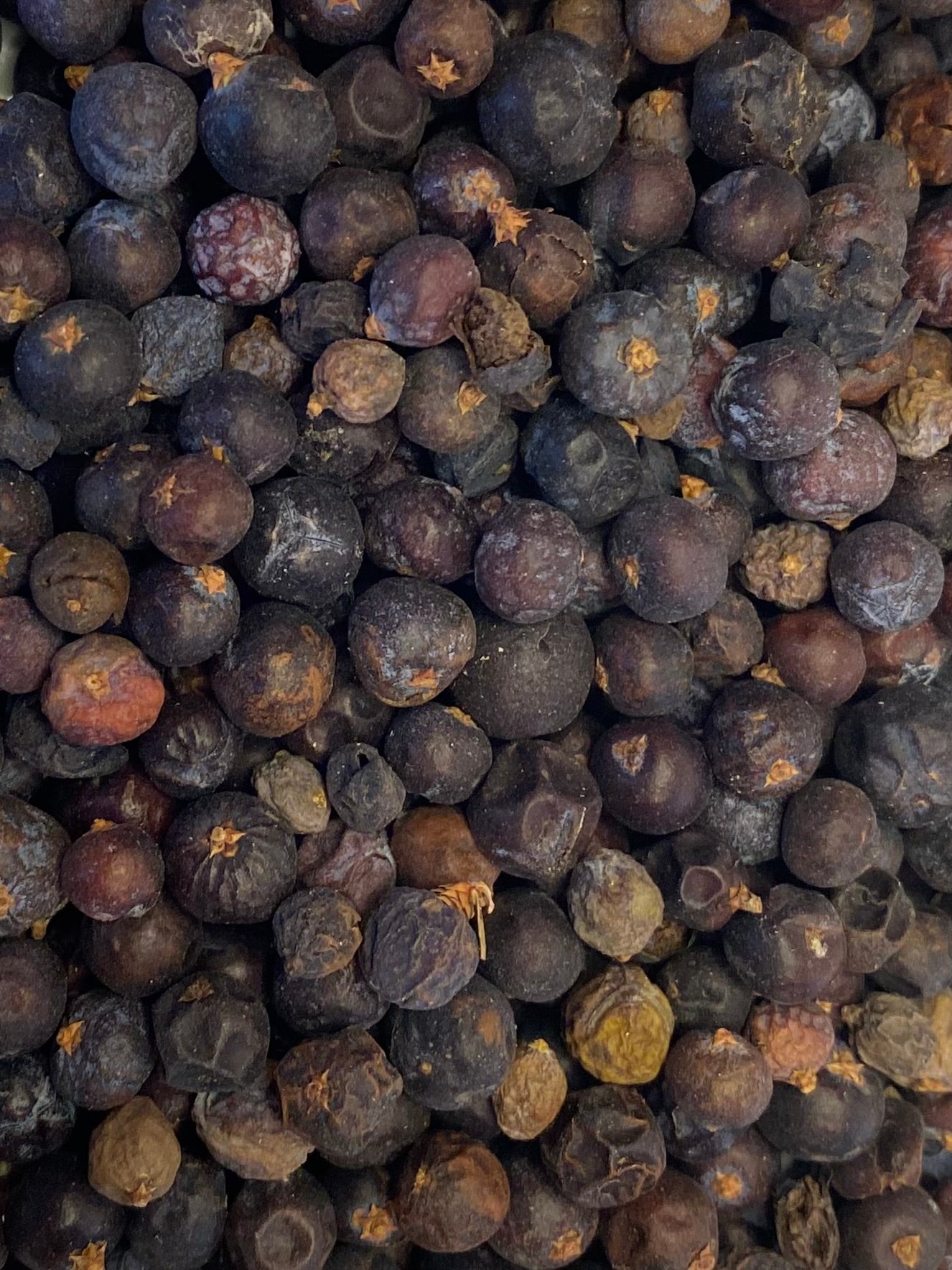 Dried Juniper (Juniperus communis)