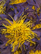 Blue Lotus Smoke Medicine