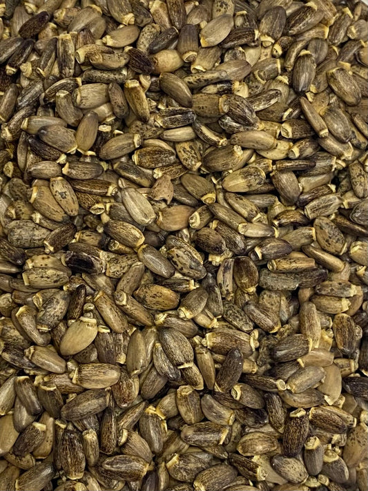 Dried Milk Thistle (Silybum marianum)