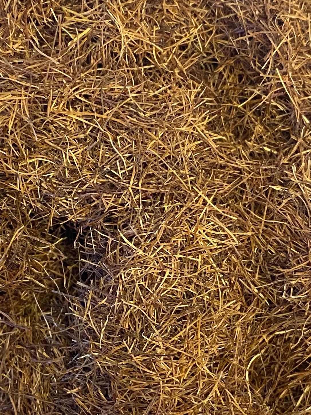 Dried Cornsilk (Zea mays)