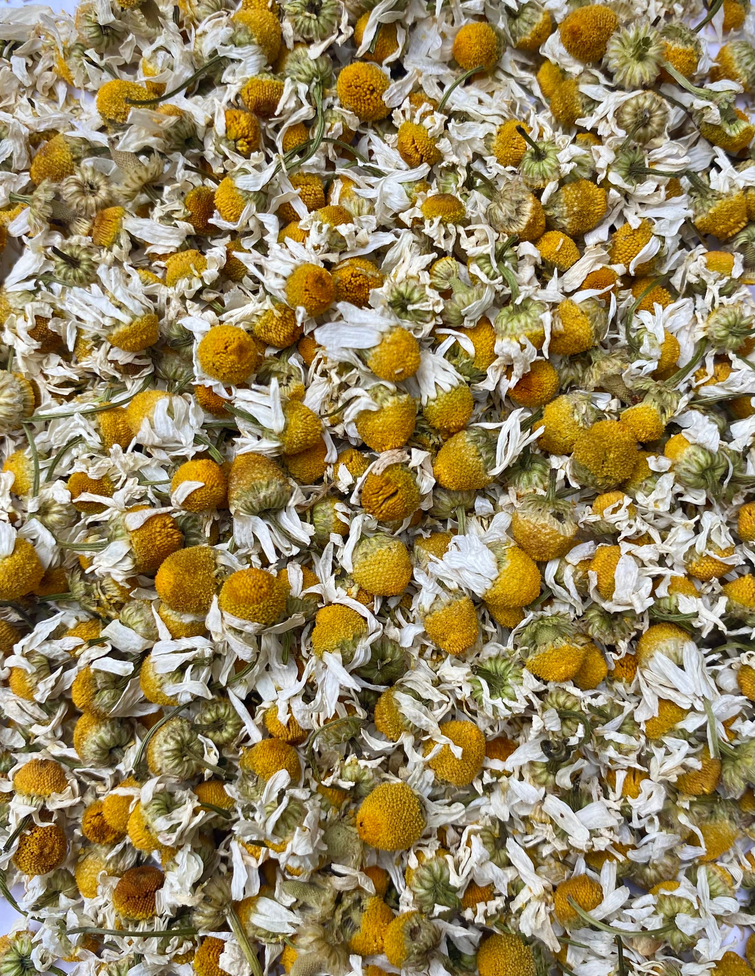 Dried Chamomile (Matricaria chamomilla)