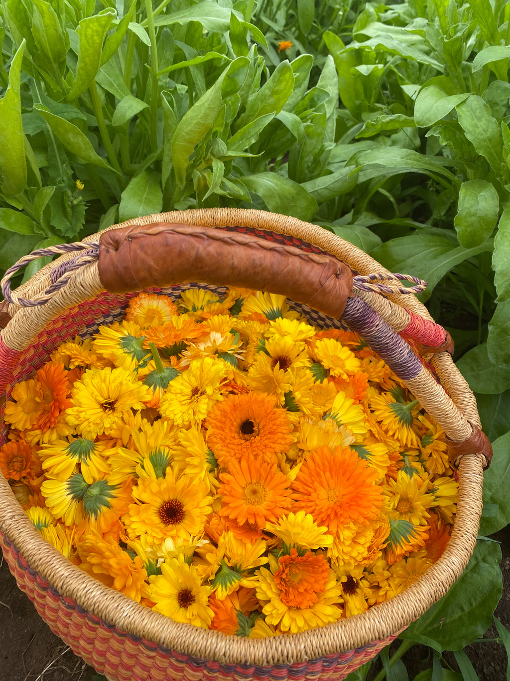 Calendula Infused Oil