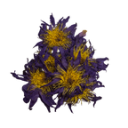 Blue Lotus Smoke Medicine