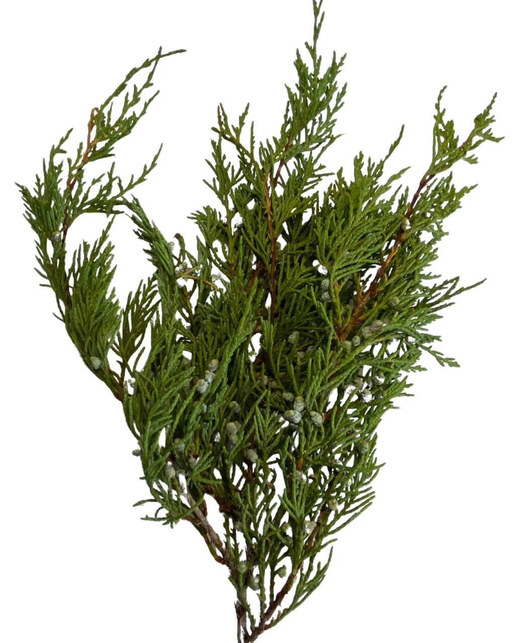 Juniper Smoke Medicine