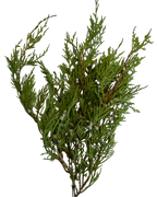 Juniper Smoke Medicine