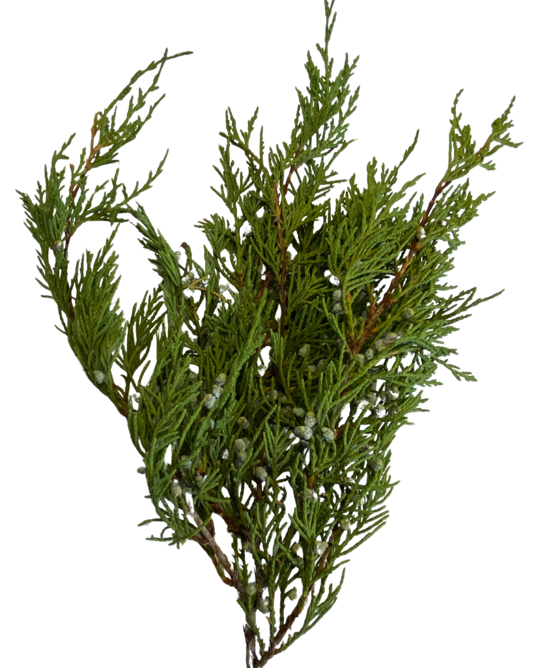 Juniper Smoke Medicine