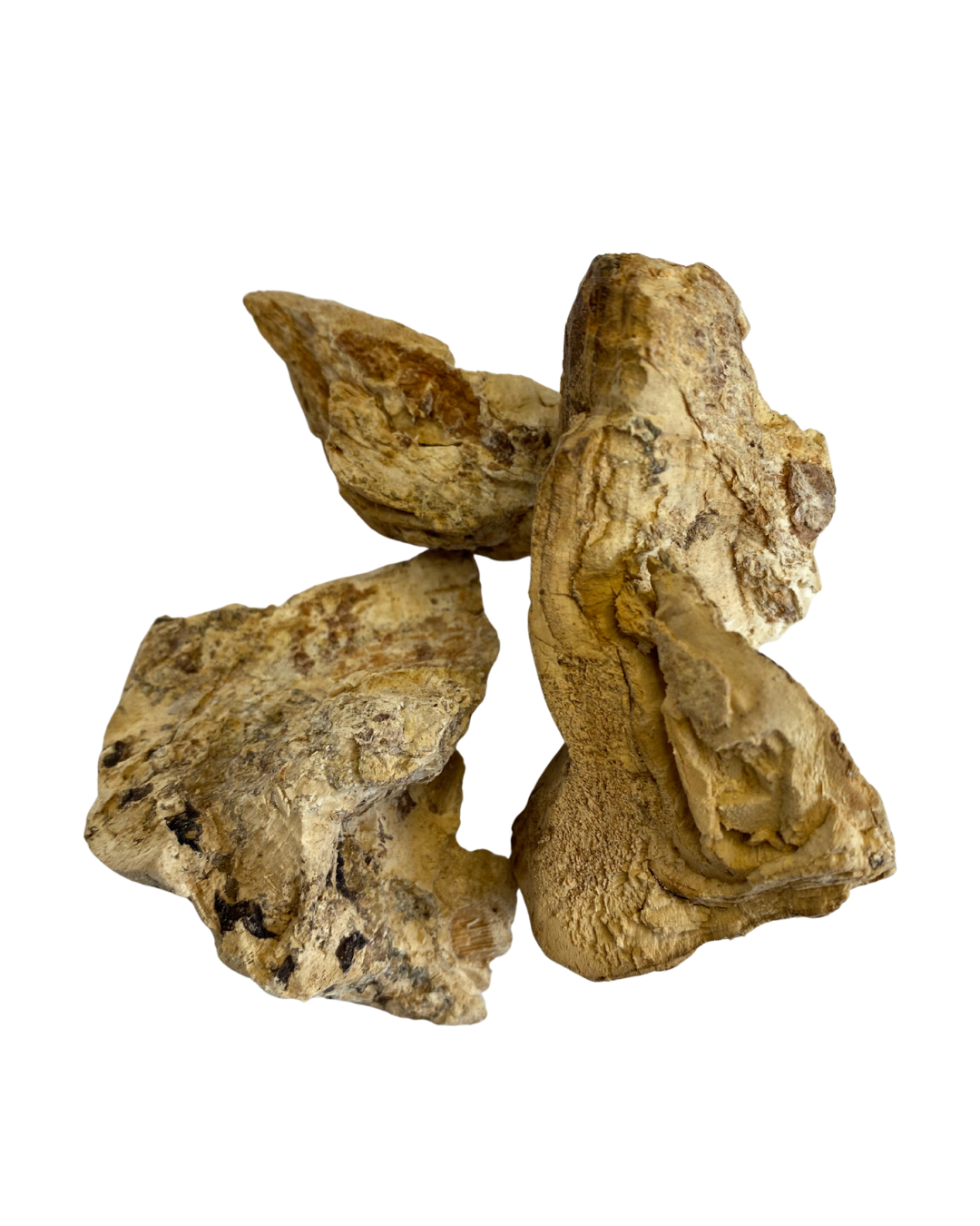 White Diamond Willow Fungus Smoke Medicine