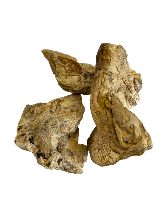 White Diamond Willow Fungus Smoke Medicine
