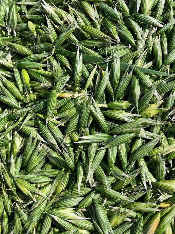 Dried Milky Oat Tops (Avena sativa SEM)