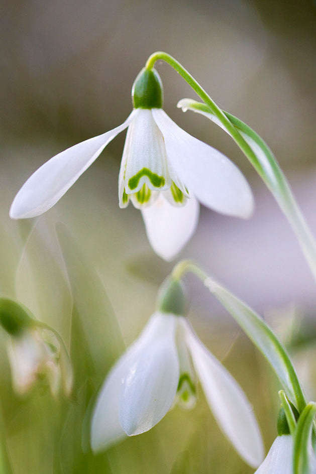 Snow Drop Flower Essence
